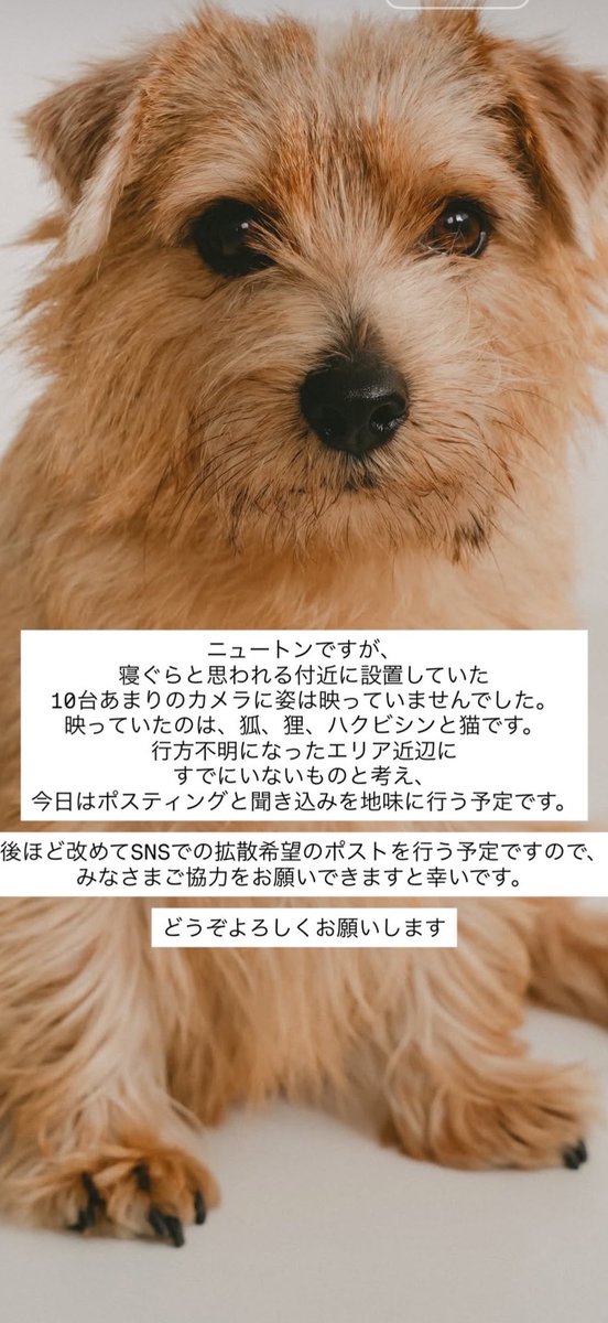 e_m_m_a_0123's tweet photo. ※再掲載※拡散希望
友人の愛犬が埼玉県加須市の預け先から脱走し10/1夜から行方不明です。
現在何の手がかりも無い状況です。
ご協力よろしくお願いします🙇‍♀️🙇‍♀️🙇‍♀️

#迷子犬
#埼玉県
#加須市
#小型犬
#迷い犬 https://t.co/HCBRzkGSs9