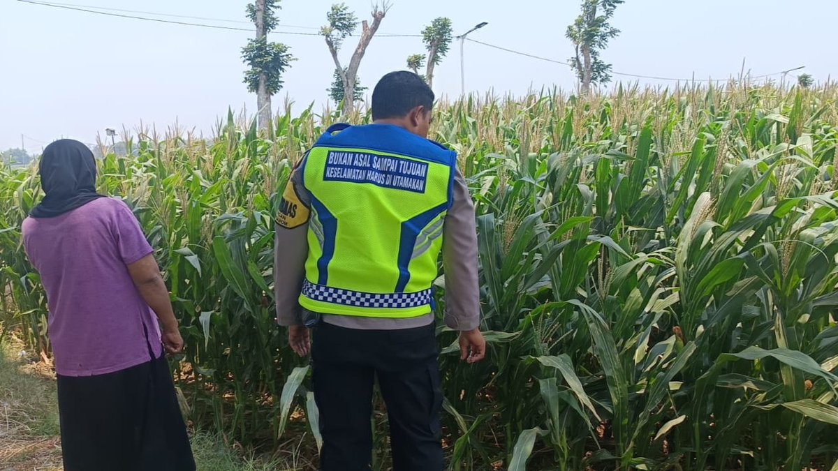 unitbinmaswrj's tweet photo. Bhabinkamtibmas Desa Demangan Kecamatan Tanjunganom memantau pemanfaatan lahan Pekarangan Pangan Bergizi (P2B) milik warga binaannya guna mendukung Ketahanan Pangan Nasional.

#ketahananpangan
#swasembadapangan
#polrikawalketahananpangan
#polrikawalswasembadapangan
#astacita https://t.co/GXB6aSZ5Bb