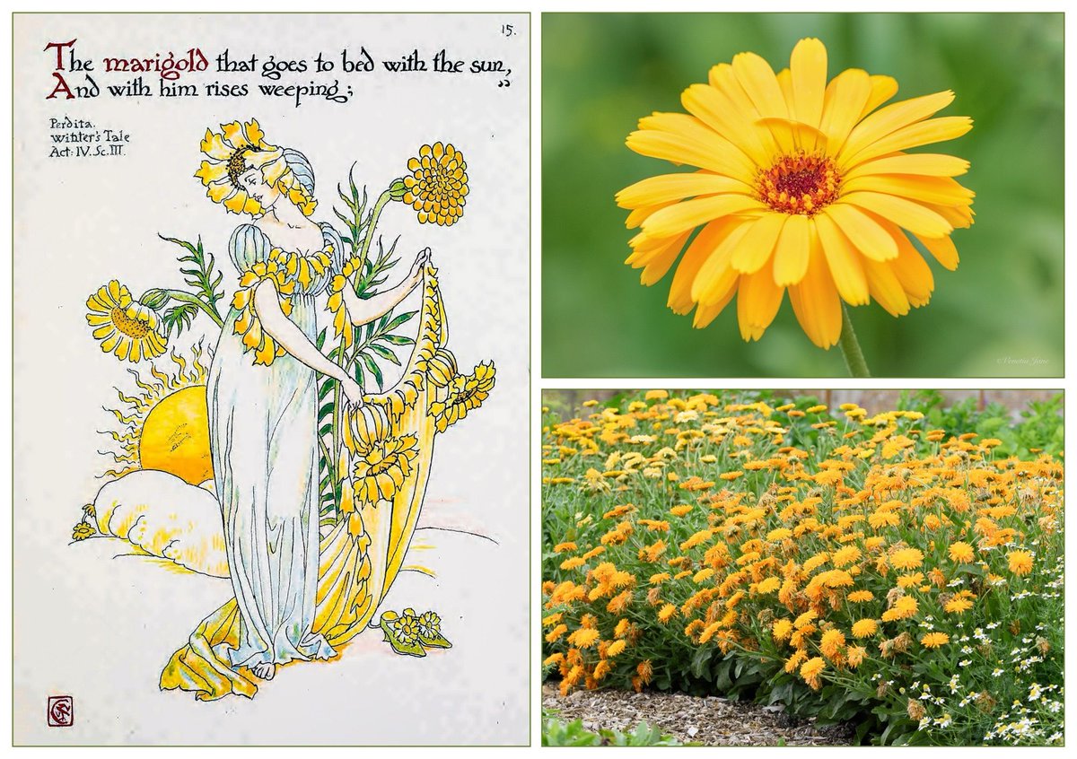 VenetiaJane's tweet photo. The last of October’s birth flowers is the marigold. Its sun-like flowers have the power to strengthen and comfort the heart, and cure melancholy. A spoonful of marigold jam taken at breakfast each morning will protect you from witches &amp; enable you to see fairies. #FolkloreSunday https://t.co/rBpON9g9y0
