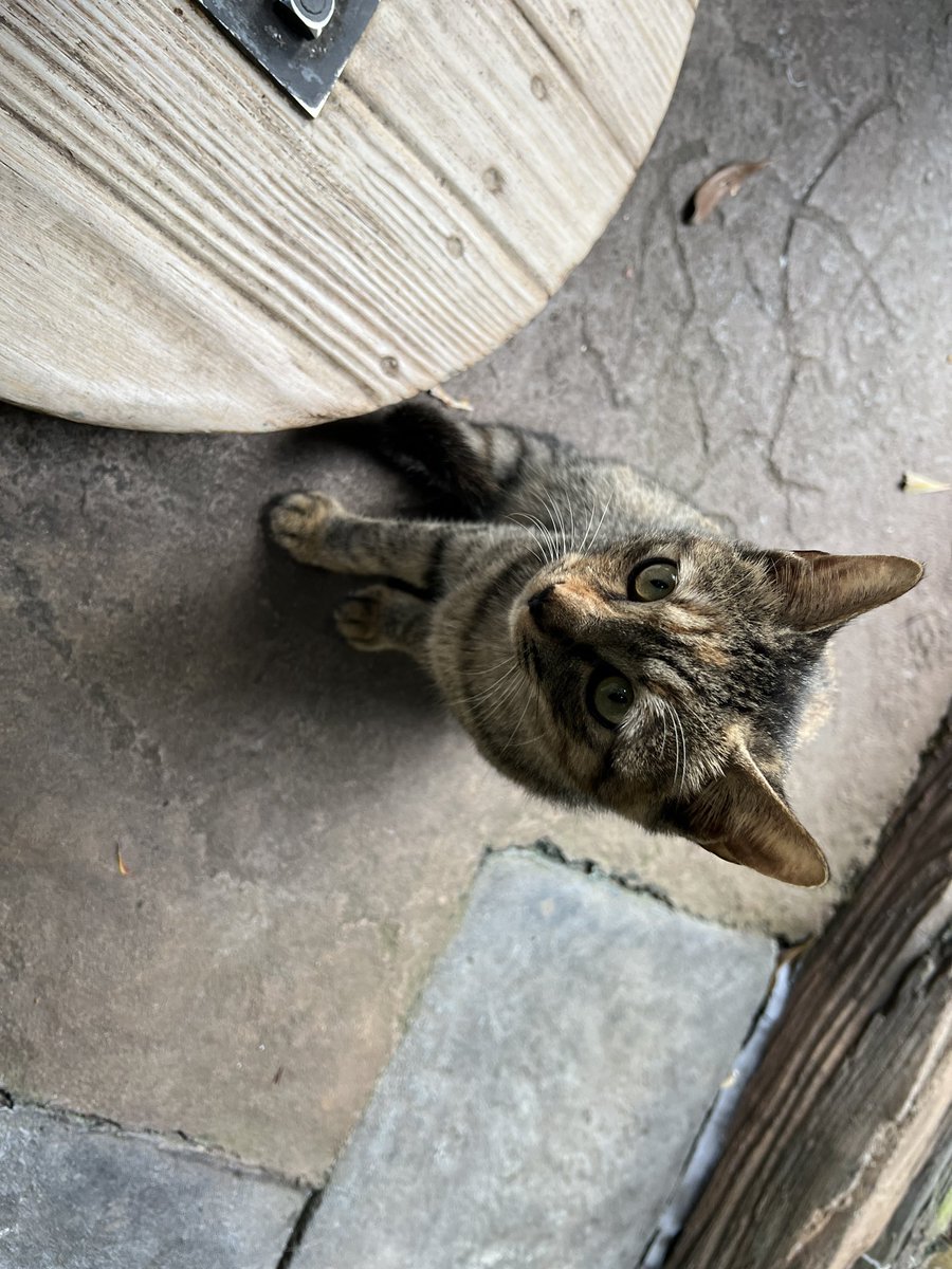 omusubi115's tweet photo. ディズニーシーに猫いた https://t.co/p9X8uO4jlS