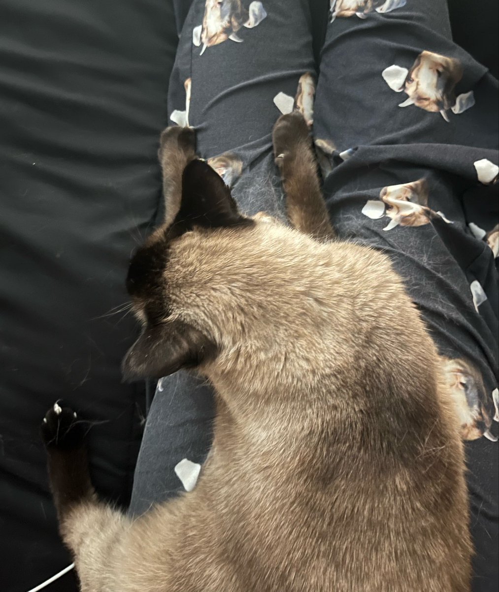 HeWhoDestroys's tweet photo. Look at his he was hugging my leg the other day 🥺 hehehe https://t.co/4x5HWv3IDP