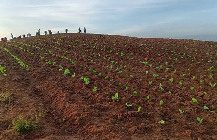 ACN_Cuba's tweet photo. 🚜🍃 La campaña tabacalera 2026-2027 arrancó oficialmente en la finca La Puntilla, en Villa Clara, con la meta de plantar 1.900 hectáreas y cosechar 2.135 toneladas de tabaco. El inicio coincidió con el Día del Trabajador Agropecuario, Tabacalero y Forestal. 🇨🇺

#ACNreporta https://t.co/HGOVUMxPpu