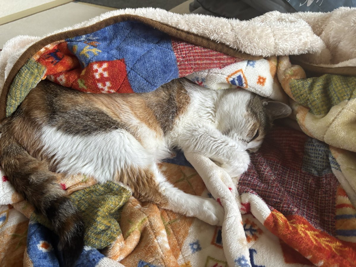 0708x3's tweet photo. 病院頑張ったハミちゃん🐈🎀
お薬効いててずっと寝てる💤 https://t.co/4mF3r4C3uV