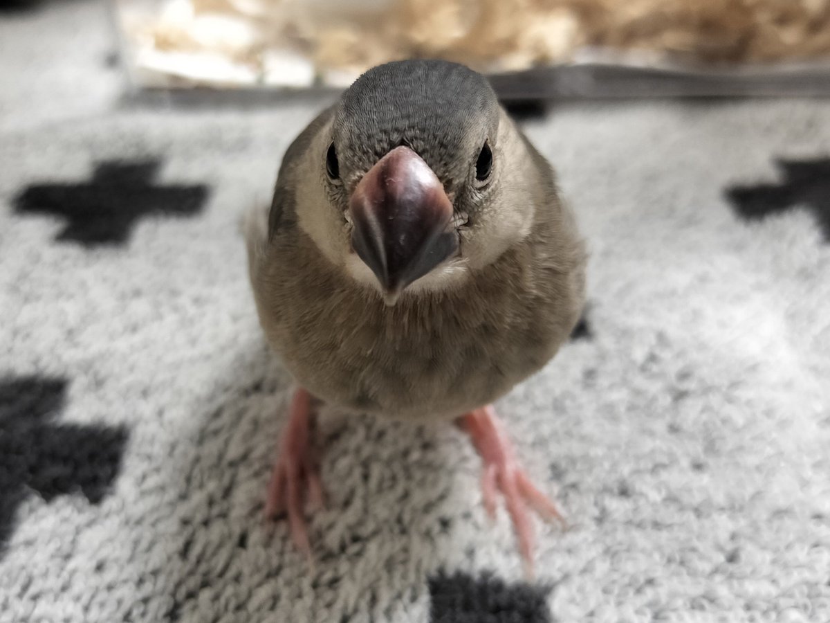 YupeSabu153's tweet photo. 1枚目→赤ちゃんのとき
2枚目→現在
 #文鳥  #桜文鳥 https://t.co/osmAXGcDL6
