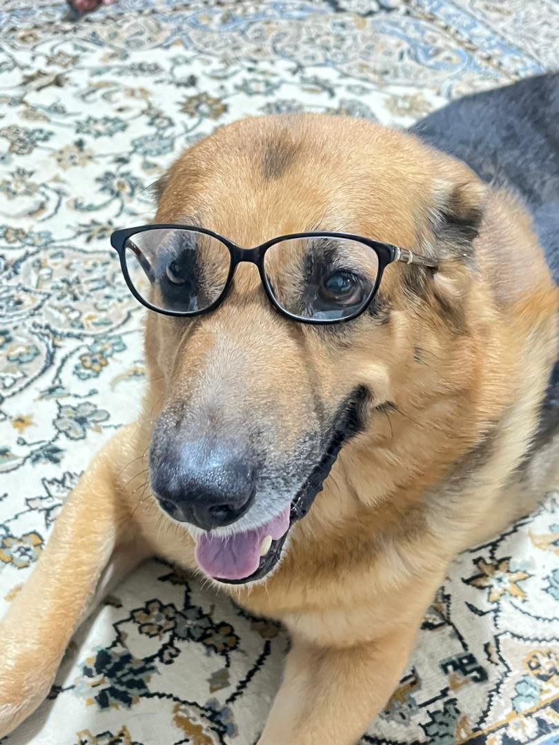 SepideRahimizee's tweet photo. Good morning 🙌
Professor Alex 
#gsd #dogsontwitter #doggy #germansheperd https://t.co/uFKTCp1EGo