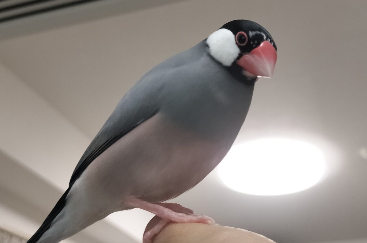 YupeSabu153's tweet photo. 1枚目→赤ちゃんのとき
2枚目→現在
 #文鳥  #桜文鳥 https://t.co/osmAXGcDL6