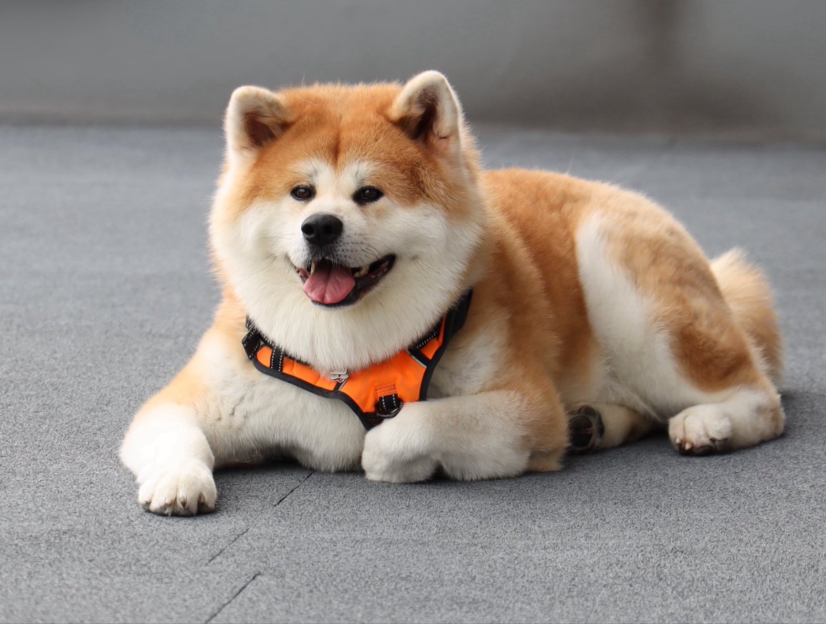 odate_akitainu's tweet photo. 【 おともだち紹介/秋田犬】
てんすけくん  5歳 ・千葉県
まだ来てけれなぁ〜💜 

#秋田犬の里 #Akitadogvisitorcenter #Akita #akitadogs #Odate #愛犬自慢 #忠犬ハチ公 #ふるさと #大館市 #あきたいぬ #秋田犬 #50kg https://t.co/0NkWDHx9Hx
