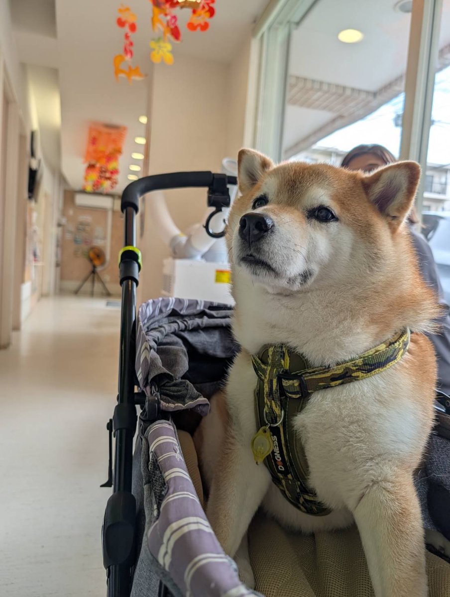 tyobi481nu's tweet photo. 土曜日病院行ってきた

腰が立たなくなったのも、頭が斜頸してまっすぐ歩けなかったのも軽い脳卒中かもと続けてきたステロイド
たまにふらつきながらも自分でまっすぐ歩ける様になったので
昨日で一旦止めて様子見することに！
先ずはひと安心。
ありがとうステロイド❗️ https://t.co/ox5hFbDhmR
