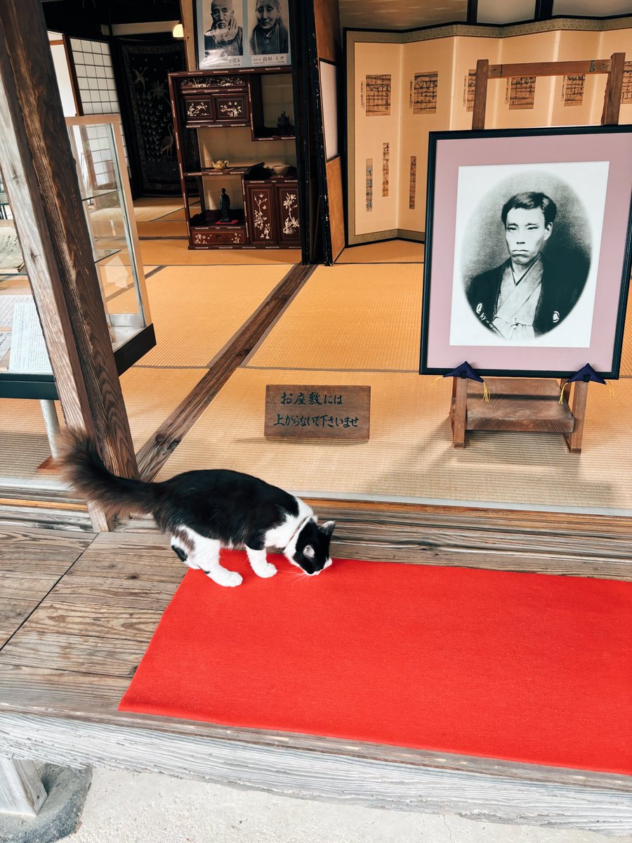 engwmeshi's tweet photo. ねこさん降臨いただきました https://t.co/Lb51Pn3Tpm