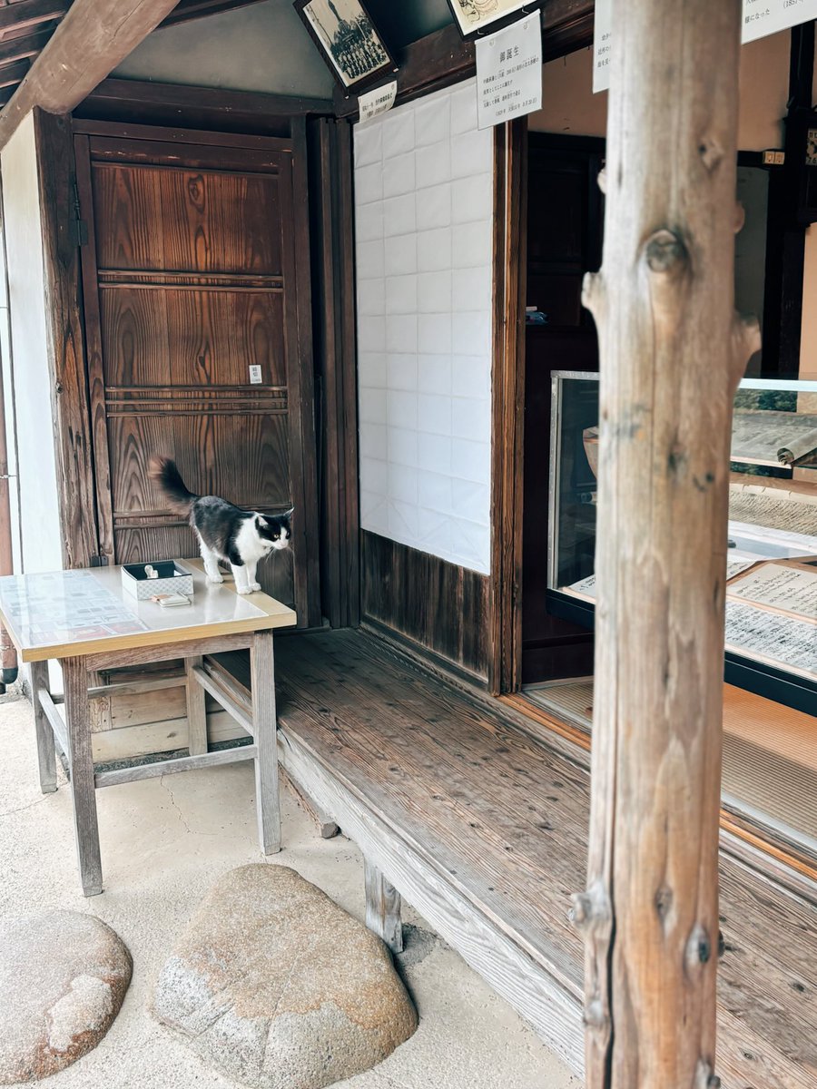 engwmeshi's tweet photo. ねこさん降臨いただきました https://t.co/Lb51Pn3Tpm
