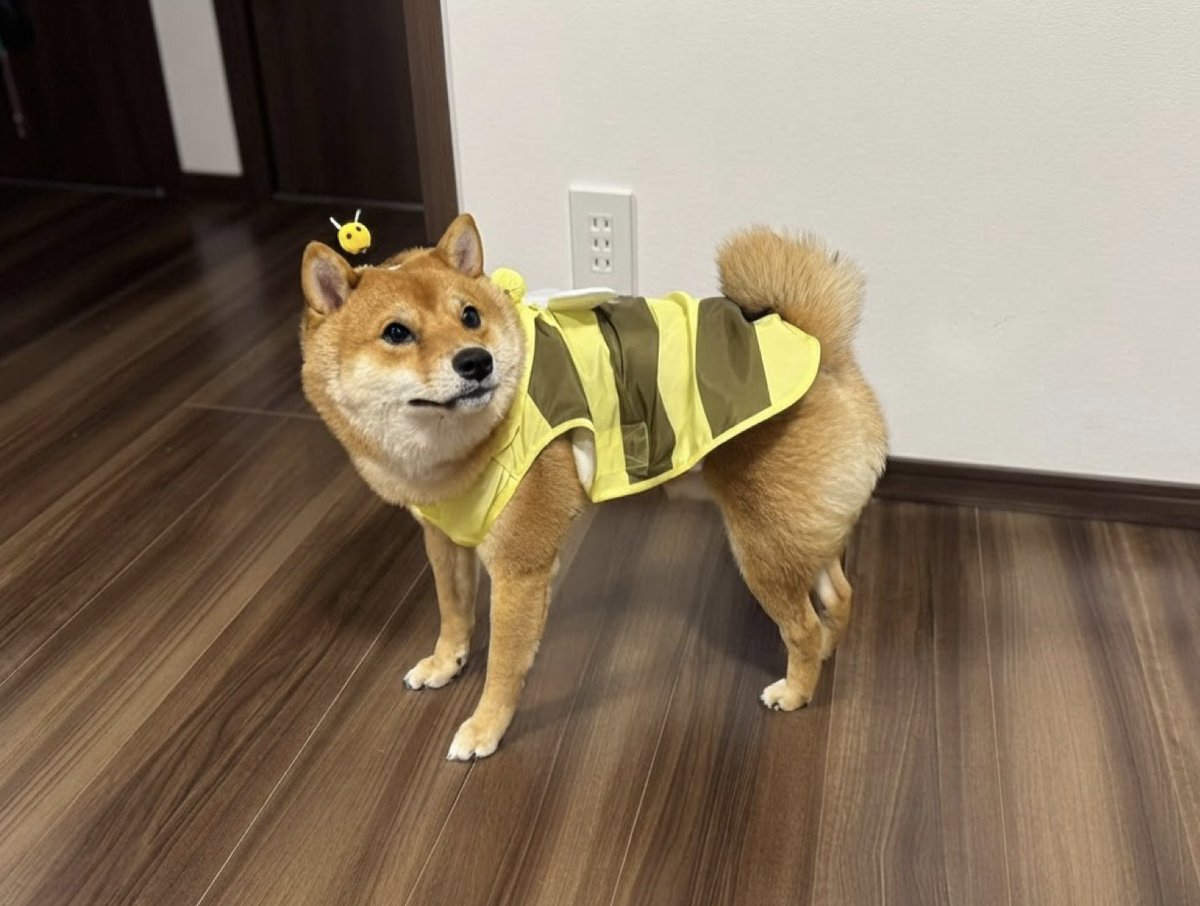 Oden_DH's tweet photo. 今日は雨☔おでのカッパ☔️
#豆柴　#柴犬 https://t.co/azVm2vaEId