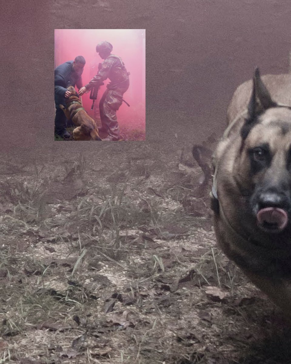 3eRG_Officiel's tweet photo. JOURNÉE MONDIALE DES ANIMAUX • 
Au 3e RG, nos chiens militaires partagent le quotidien de nos sapeurs et travaillent chaque jour aux côtés de leurs équipiers 🐕

Bon dimanche ! 🐶

Ardennes, tiens ferme ! 🇫🇷

@armeedeTerre
@7e_brig_blindee
@armeeszne
@ecolegenie49

#ÀLHonneur https://t.co/CBabbZgLZ7