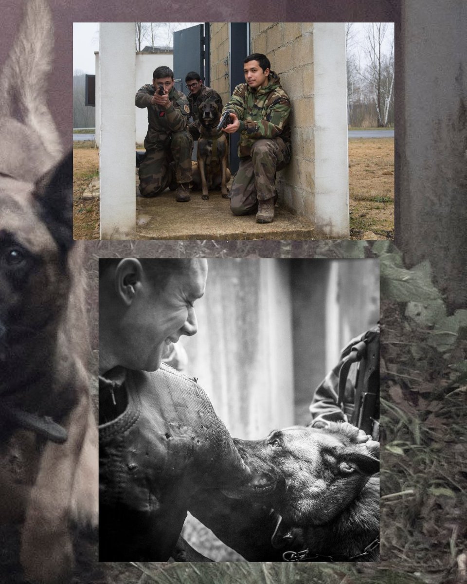 3eRG_Officiel's tweet photo. JOURNÉE MONDIALE DES ANIMAUX • 
Au 3e RG, nos chiens militaires partagent le quotidien de nos sapeurs et travaillent chaque jour aux côtés de leurs équipiers 🐕

Bon dimanche ! 🐶

Ardennes, tiens ferme ! 🇫🇷

@armeedeTerre
@7e_brig_blindee
@armeeszne
@ecolegenie49

#ÀLHonneur https://t.co/CBabbZgLZ7