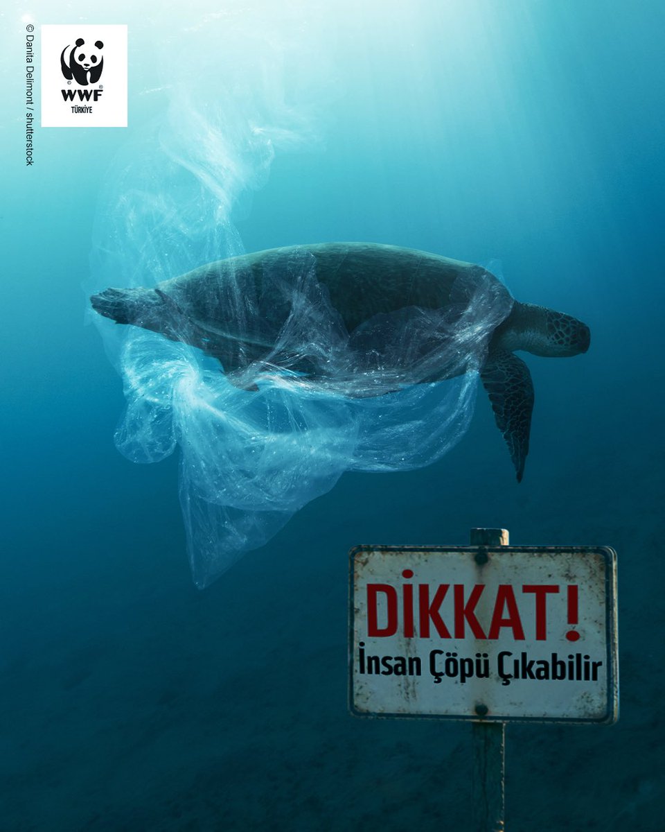 WWF_TURKIYE's tweet photo. Bugün 4 Ekim #HayvanlarıKorumaGünü.

İklim krizi, habitat kaybı, avcılık, madencilik ve yapılaşma gibi insan kaynaklı baskılar nedeniyle birçok türün yaşam alanı her geçen gün daralıyor. Ormanlar, sulak alanlar ve diğer doğal yaşam alanları yok edilirken, yaban hayatı da giderek daha büyük bir baskıyla karşı karşıya kalıyor.

⚠️ Hayvanlara yönelik baskı bunlarla da sınırlı değil. Son yıllarda, hem yaban hayatına hem de aynı alanı, yaşamı paylaştığımız türlere yönelik şiddetin arttığına da tanık oluyoruz. Bir canlının şiddete maruz bırakılması, bunun eğlence ya da etkileşim amacıyla kullanılması asla kabul edilemez. Bu vakaların tekrarlanmaması için güçlü ve caydırıcı yaptırımların uygulanması gerekiyor.

🌍 Dünya yalnızca insanlara ait değil. Ortak evimizi paylaştığımız her canlının burada bir yeri, bir hakkı var. Her tür, doğanın dengesinin vazgeçilmez bir parçası.

🦌🐢🐕🐈 4 Ekim’de tüm canlıların yaşam hakkını savunuyor; insanlarla, yaban hayatıyla ve sokak hayvanlarıyla bir arada yaşamanın #BirlikteMümkün olduğunu bir kez daha hatırlatıyoruz.

🌍🐾 Her zaman dediğimiz gibi: Aslolan hayattır. 

#KorumazsakKaybederiz