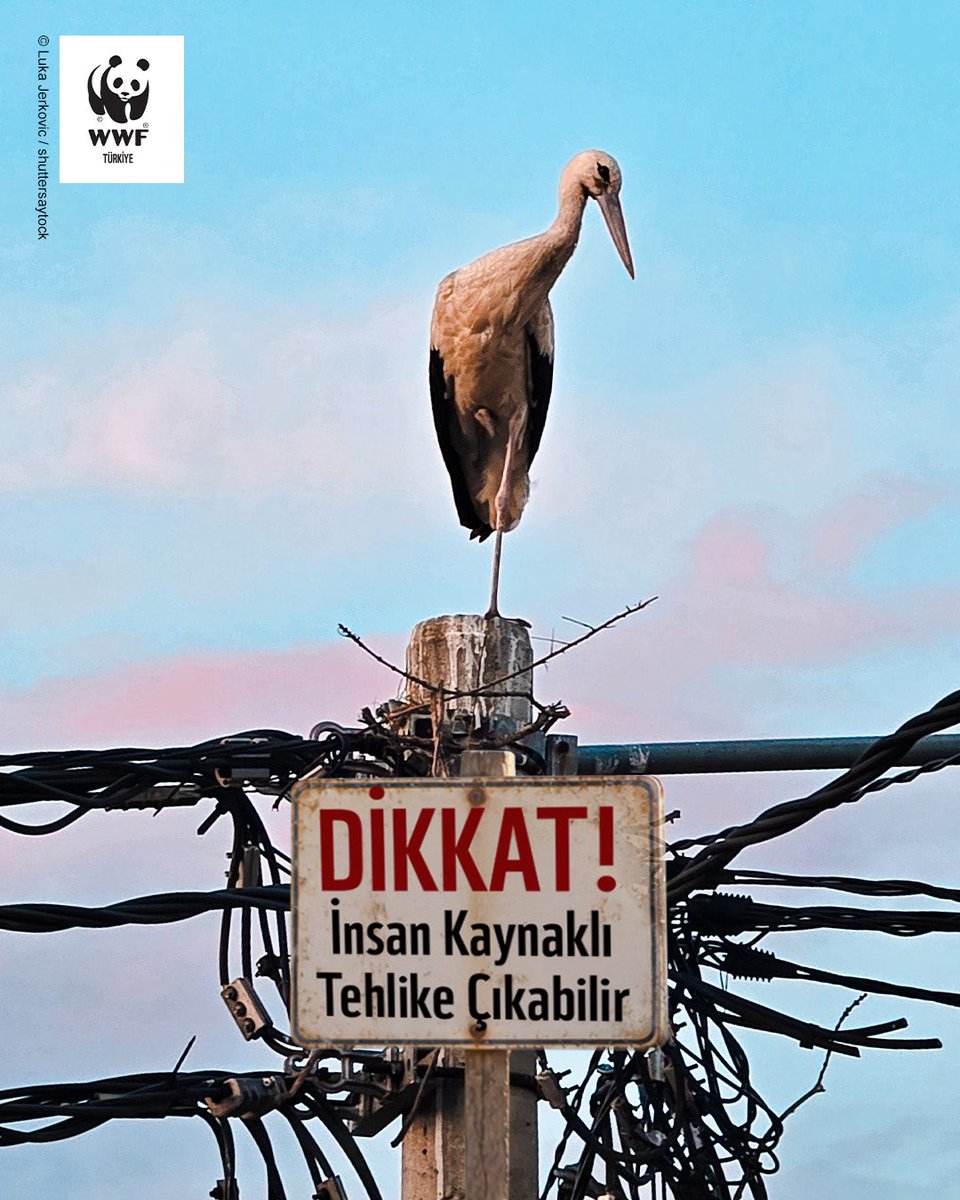 WWF_TURKIYE's tweet photo. Bugün 4 Ekim #HayvanlarıKorumaGünü.

İklim krizi, habitat kaybı, avcılık, madencilik ve yapılaşma gibi insan kaynaklı baskılar nedeniyle birçok türün yaşam alanı her geçen gün daralıyor. Ormanlar, sulak alanlar ve diğer doğal yaşam alanları yok edilirken, yaban hayatı da giderek daha büyük bir baskıyla karşı karşıya kalıyor.

⚠️ Hayvanlara yönelik baskı bunlarla da sınırlı değil. Son yıllarda, hem yaban hayatına hem de aynı alanı, yaşamı paylaştığımız türlere yönelik şiddetin arttığına da tanık oluyoruz. Bir canlının şiddete maruz bırakılması, bunun eğlence ya da etkileşim amacıyla kullanılması asla kabul edilemez. Bu vakaların tekrarlanmaması için güçlü ve caydırıcı yaptırımların uygulanması gerekiyor.

🌍 Dünya yalnızca insanlara ait değil. Ortak evimizi paylaştığımız her canlının burada bir yeri, bir hakkı var. Her tür, doğanın dengesinin vazgeçilmez bir parçası.

🦌🐢🐕🐈 4 Ekim’de tüm canlıların yaşam hakkını savunuyor; insanlarla, yaban hayatıyla ve sokak hayvanlarıyla bir arada yaşamanın #BirlikteMümkün olduğunu bir kez daha hatırlatıyoruz.

🌍🐾 Her zaman dediğimiz gibi: Aslolan hayattır. 

#KorumazsakKaybederiz
