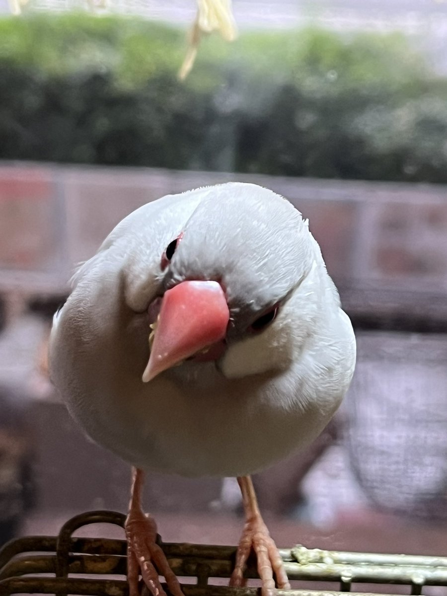 dot_kitchen's tweet photo. 雨止まんなぁ。
まるちゃんちょっと遊ぼか❓

ちょっとだけよぉ〜💕🐦 https://t.co/SVxb09pGw7