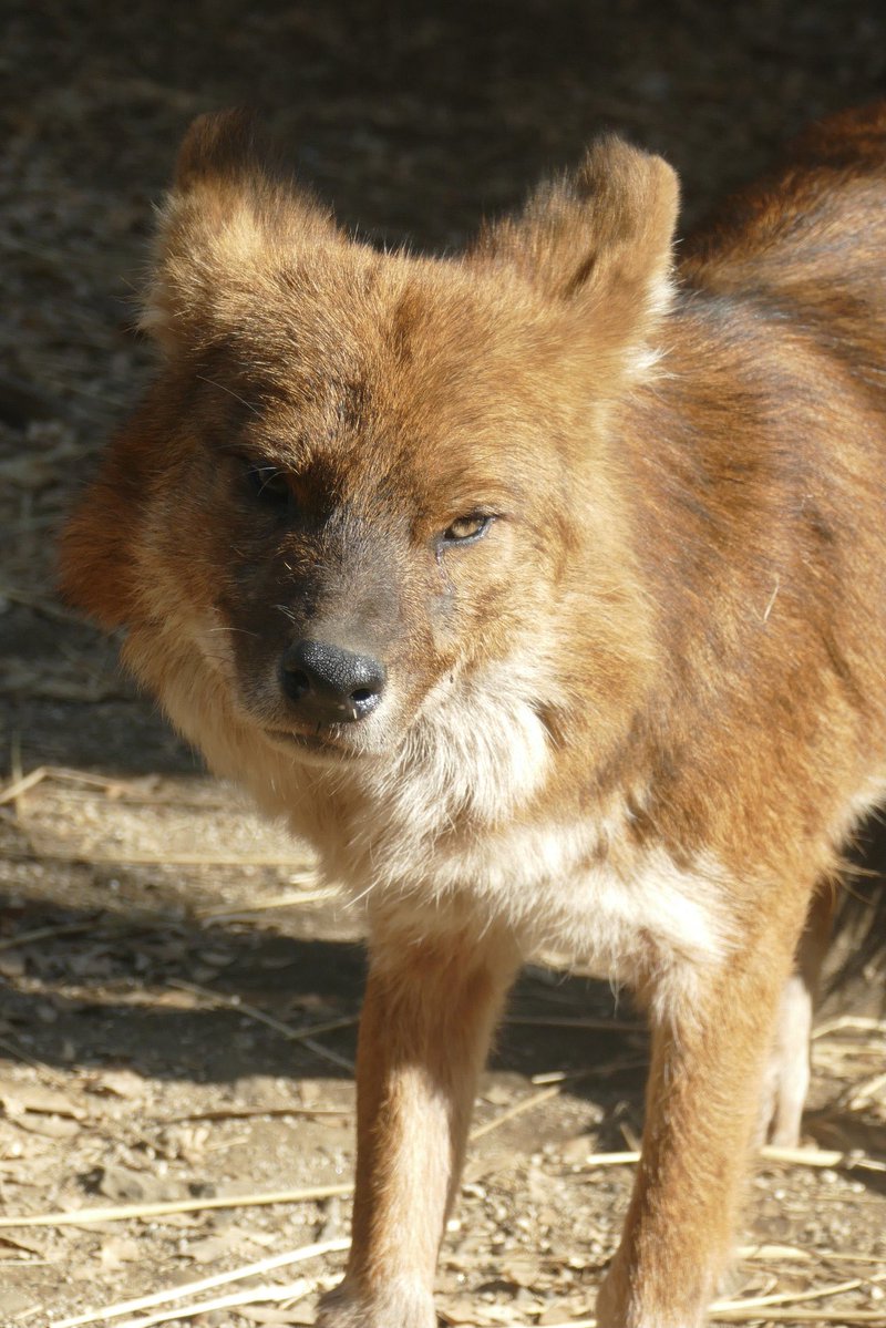 lycaon_remuru's tweet photo. 今日10月4日は #世界動物の日
動物愛護・動物保護のための世界的な記念日🐾
#WorldAnimalDay https://t.co/hseSoIiLdL