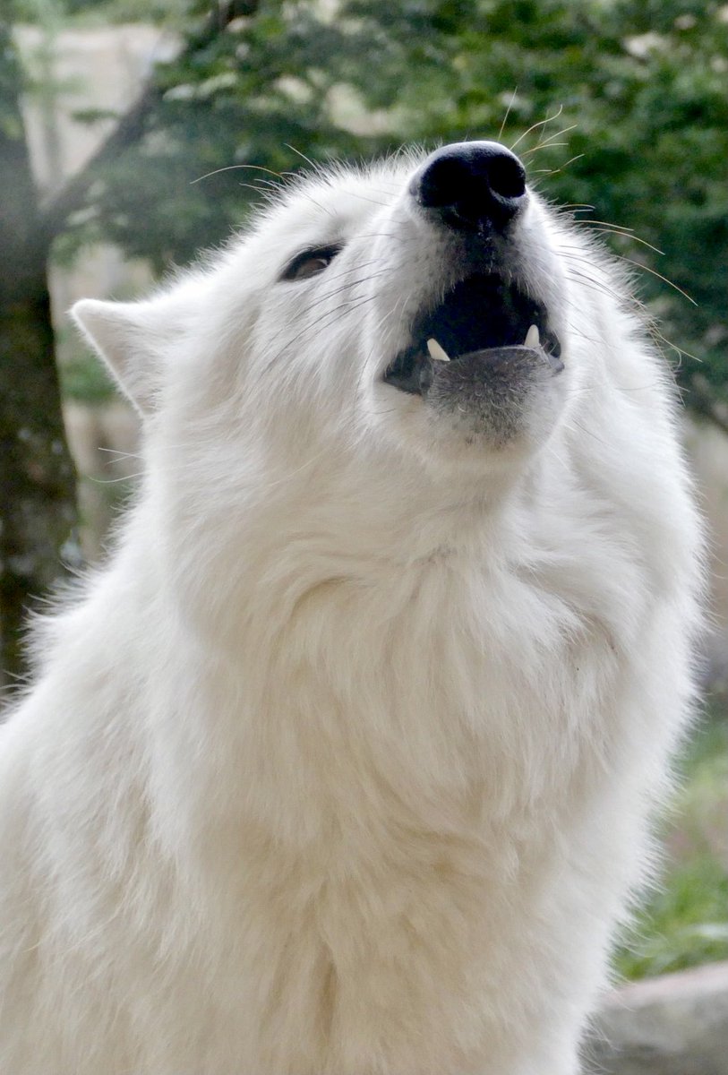 lycaon_remuru's tweet photo. 今日10月4日は #世界動物の日
動物愛護・動物保護のための世界的な記念日🐾
#WorldAnimalDay https://t.co/hseSoIiLdL