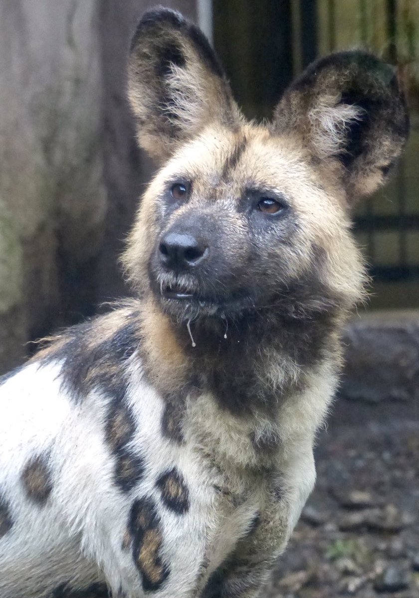 lycaon_remuru's tweet photo. 今日10月4日は #世界動物の日
動物愛護・動物保護のための世界的な記念日🐾
#WorldAnimalDay https://t.co/hseSoIiLdL
