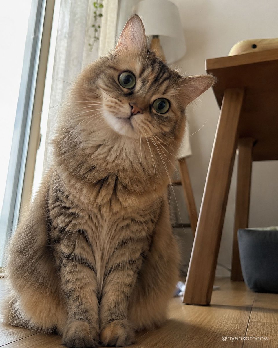 nyankorooow's tweet photo. いいですか。
私は猫で、あなたは世話係。
そこ、履き違えないように。 https://t.co/HObYNtk1vu