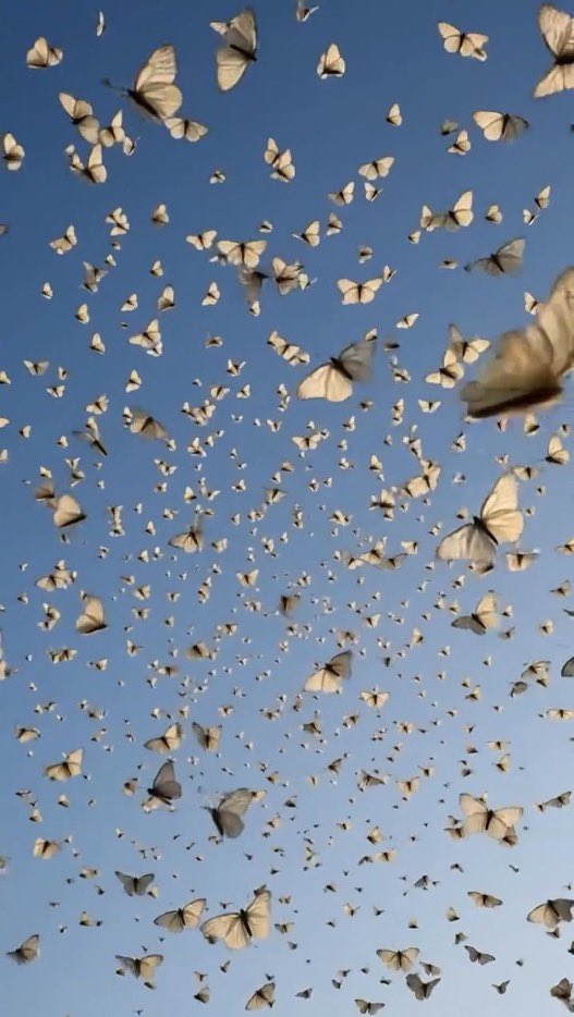lunecrumbss's tweet photo. sea of butterflies 🦋 https://t.co/Ac6kNjdQeF