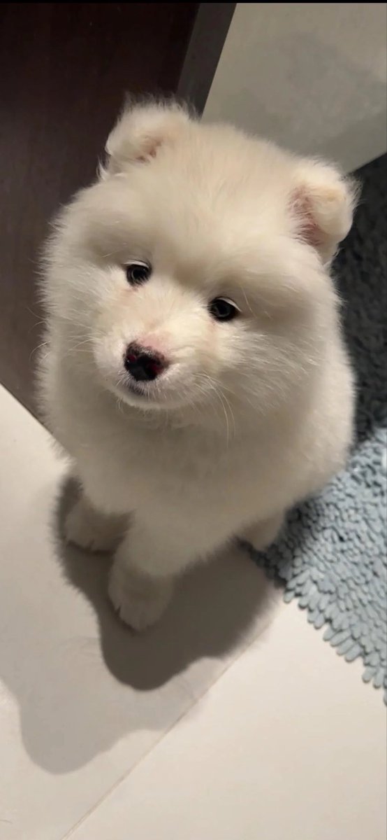 Niceitmez's tweet photo. 🤪🐶 https://t.co/MALgW7jowJ