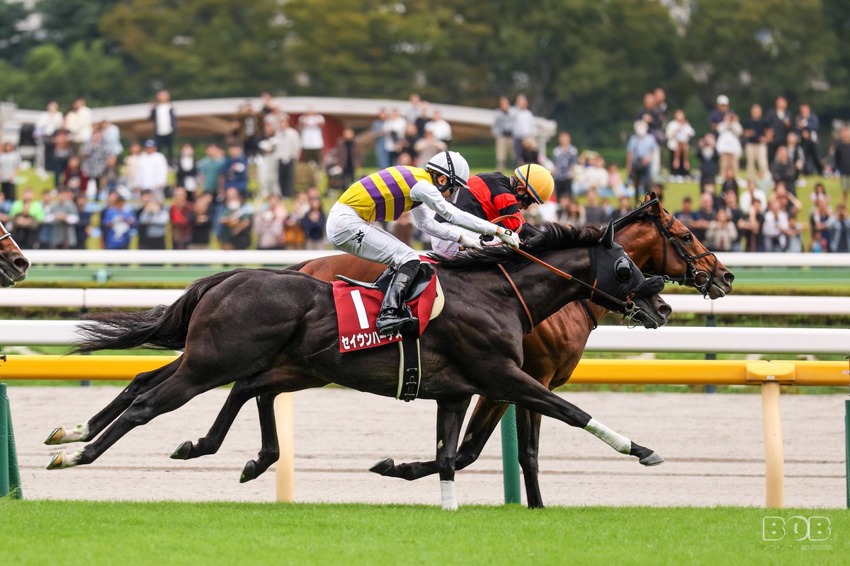 bobbbbbb's tweet photo. 261004 東京11R 毎日王冠
1 セイウンハーデス 幸英明騎手
5番人気🥇1着

みゆぴの重賞制覇に立ち会えて嬉しい😭
西山オーナーも、病気を乗り越えて無事、口取りでお目にかかれたこと、嬉しく思います😭 https://t.co/HmAvrDm5US