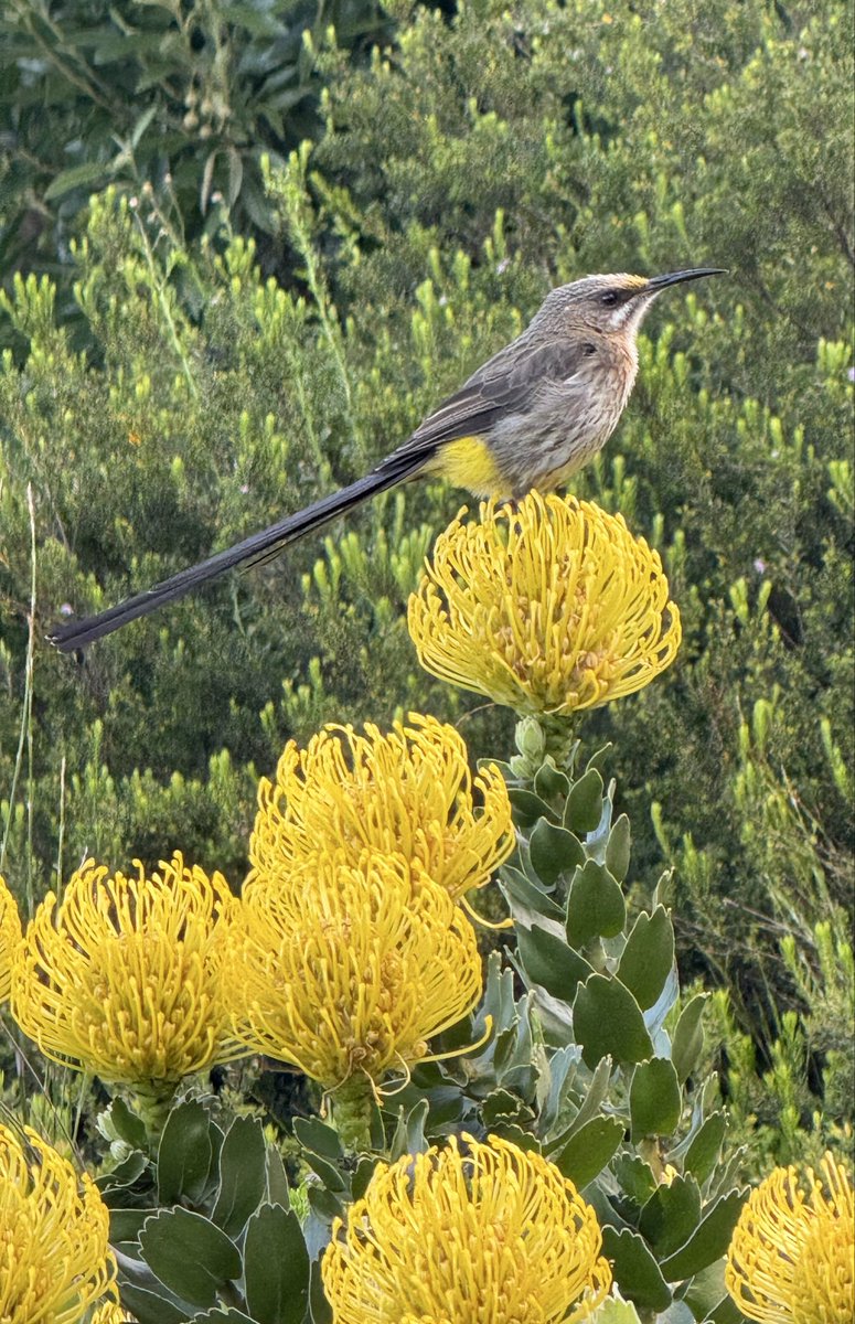JudeStevens's tweet photo. Even the Cape sugarbird obliged for #SundayYellow 😁 #birds #nature (Thank you to lovely friends up north and those gorgeous golden autumn photos 🍁💛) https://t.co/73SyxHtelC
