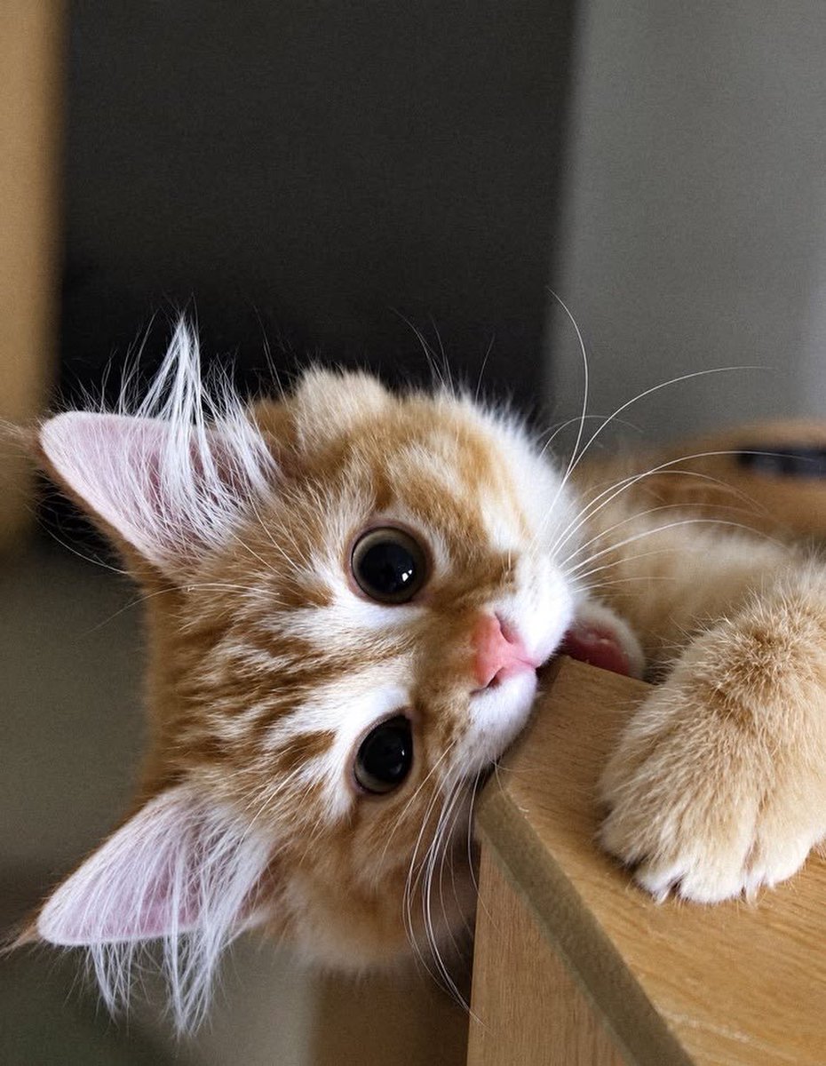 catslovings1's tweet photo. https://t.co/7K0DSlbqT1