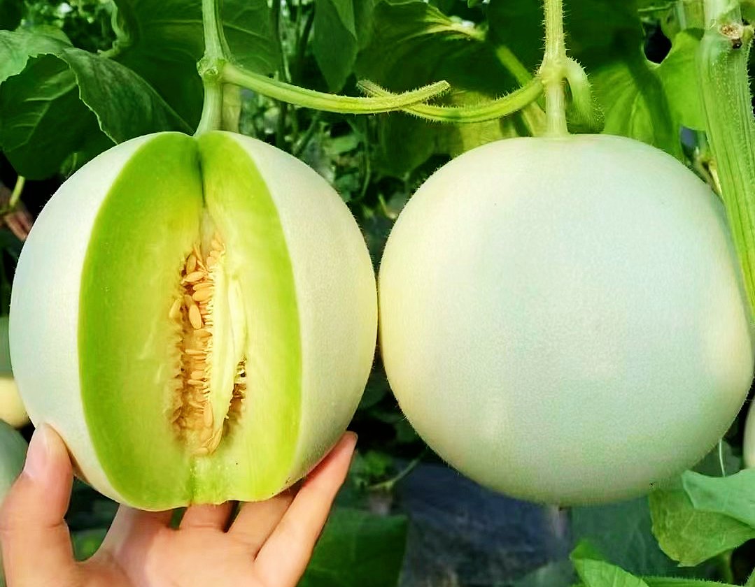 dhdld_Qhdld's tweet photo. This crispy melon from Zhangzhou is super refreshing! https://t.co/ovjA6YRdZc
