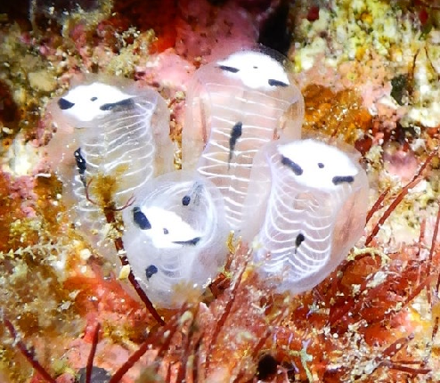 Lungpaopao's tweet photo. Homebound is based on *Clavelina ossipandae*, or the "skeleton panda sea squirt." This species appeared in photographs from Kume Island in Japan's Ryukyu Archipelago as early as 2017, but was officially described in 2024! https://t.co/lzW34uTwP3