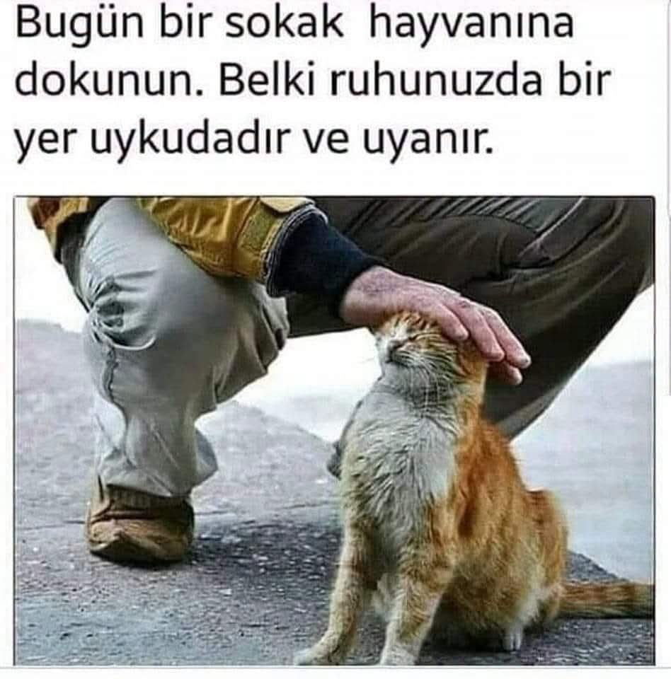 lisa1278_'s tweet photo. 4 EKİM DÜNYA HAYVANLARI KORUMA GÜNÜ:🐾❤️
"GÜZEL BİR YAŞAM,
HER CANLININ HAKKIDIR."
#SEVME! Ama bana zarar da verme.
#SU VERME! Ama su kabımı da devirme.
#DOYURMA! Ama lokmamı da önümden alma.
#DOKUNMA! İzin ver hayatta kalayım.
🐾😻🐶🐹🐇🐰🐓🐦🐃🐄🐝🐧 https://t.co/fyyKKCjrgr
