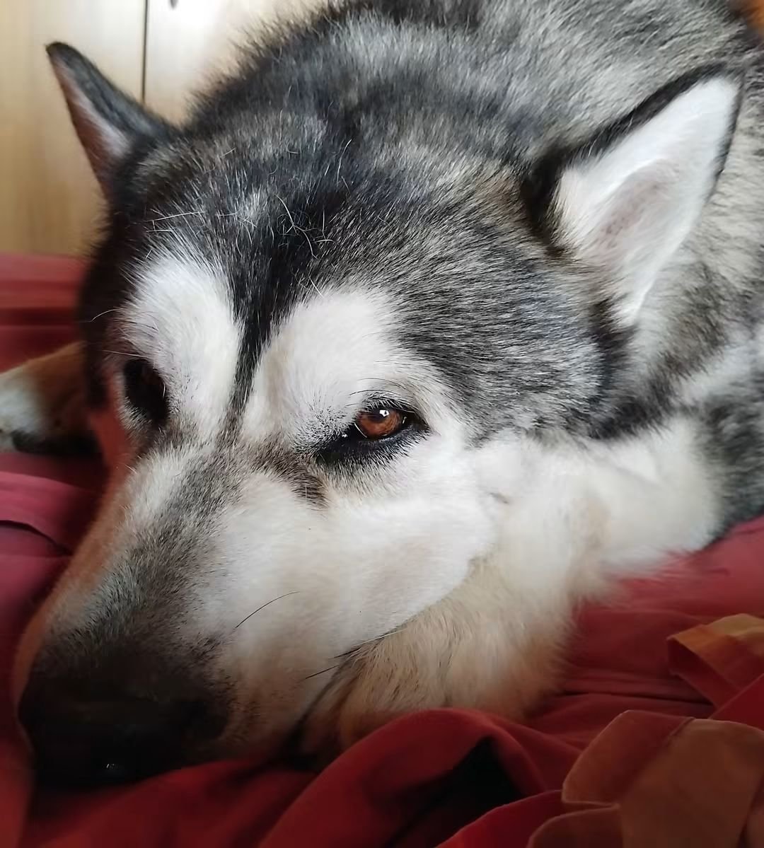 CuoreIschitano's tweet photo. 📌 "Gli animali hanno quello splendido dono
di farti stare bene con un semplice sguardo." 💖
Web Side
#Moosie 💙 #Bryant https://t.co/tPmMqq7zOl