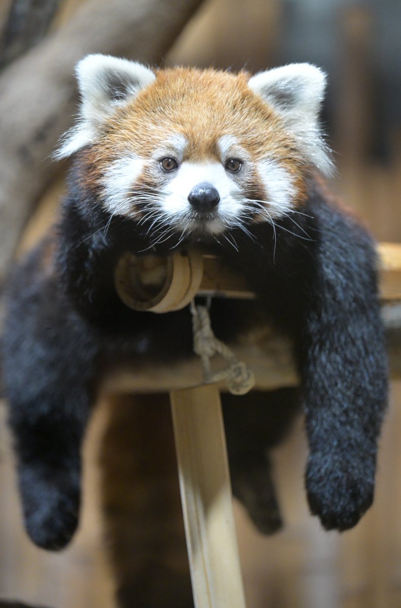 nobuharuna78398's tweet photo. 親方感があるなぁ😆
📷️2026/10/04
#かえで 
#レッサーパンダ 
#いしかわ動物園 https://t.co/GAOiGdo671