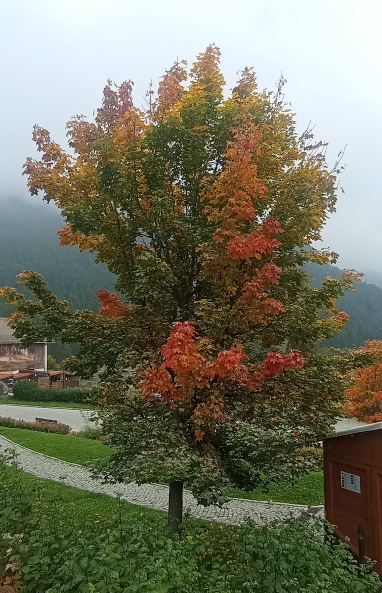 rosannabattafa2's tweet photo. @Barbaga3Gaetano Buona domenica🍂🍁🍂 https://t.co/CSMRnRM4VK