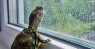 turtlepoweroffi's tweet photo. @SnootyDeath https://t.co/3ufR3gq7I9