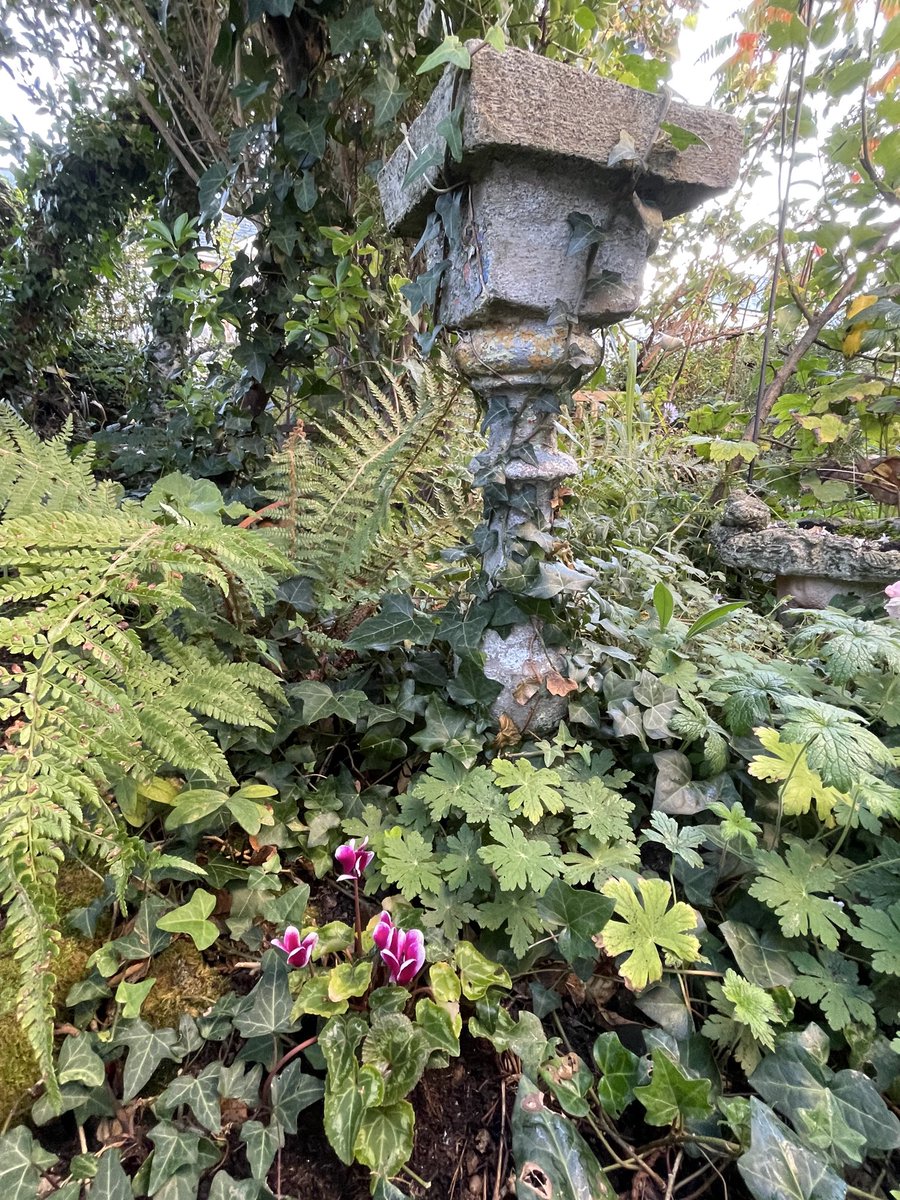 helen21206699's tweet photo. Good morning from my little #cottage #garden #ferns #cyclamen https://t.co/6HHQcyRZW6