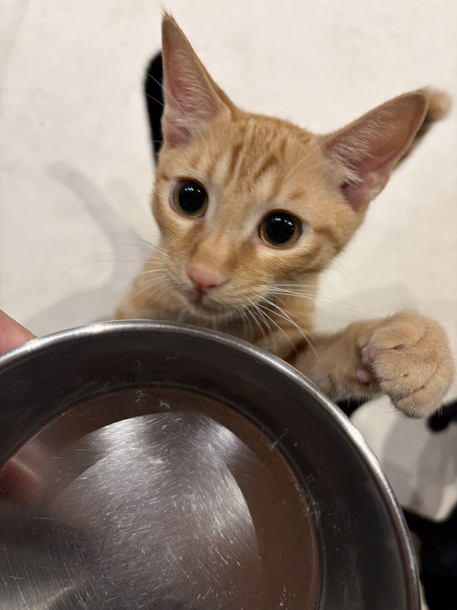 neu_neco's tweet photo. 朝のご飯完食後ー

金剛 ｢シェフ〜！ 次は、ご飯大盛
 ふりかけトッピングで頼むわ〜🍴｣ https://t.co/0YJrT3OrTI