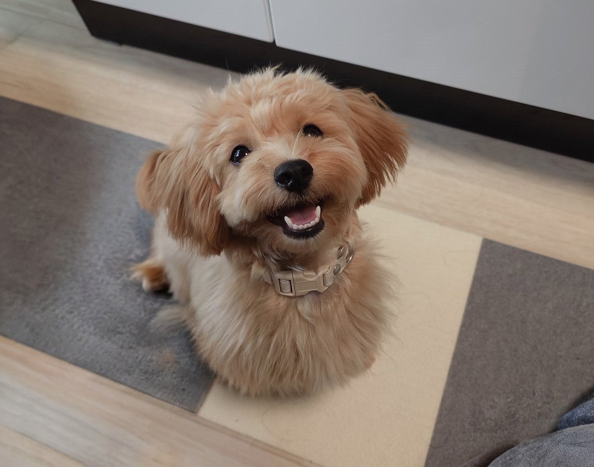 ponde46's tweet photo. この顔で見上げられたら何も断れないww
#マルプー
#犬のいる生活
＃犬のいる暮らし
#犬好き https://t.co/a6cMzekfUr