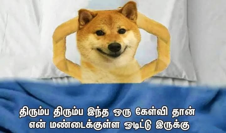 iqkubal's tweet photo. சலூன் கடையில முடி வெட்டும்போது மூஞ்சி நல்லா இருக்கு.. வீட்டுக்கு வந்து குளிச்சதும் நாய் நக்குன மாதிரி இருக்கு.. 🫣🧐😐 https://t.co/yjbSe5HVQZ