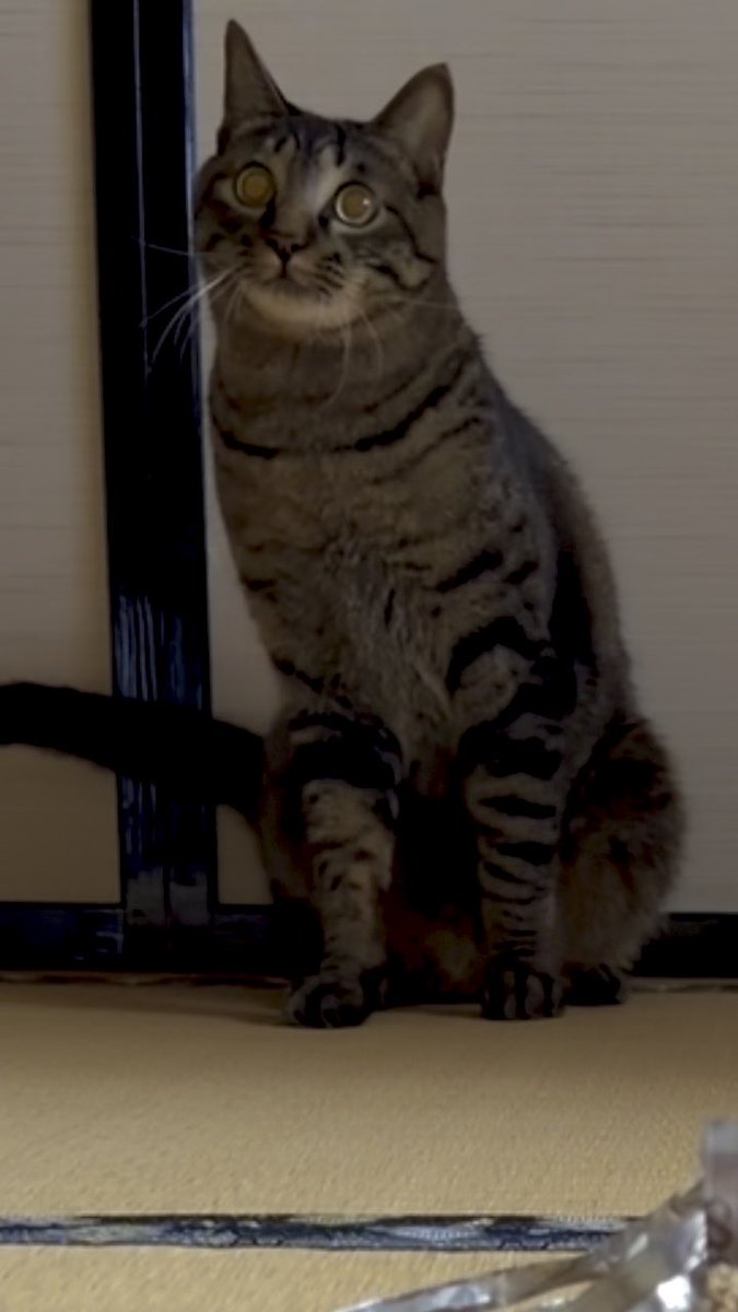 A tabby cat with wide, startled eyes sitting on a tatami mat, looking upward.
