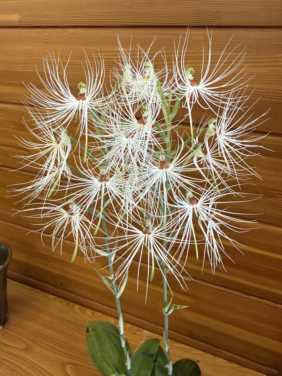 aaorange's tweet photo. 例会でした。medusa���しいな〜 https://t.co/doev9rziF4