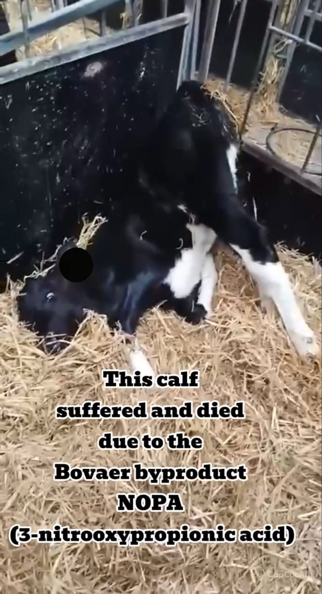 Kentfrihedniels's tweet photo. Where has the national press gone?

The Danish press shows no interest in the fact that calves are getting sick and dying from Bovaer’s waste product NOPA (3-nitrooxypropionic acid) and has not written about it even once. 

Therefore, I would very much like the international press to contact me, so that this horrific consequence of Bovaer can reach the public. 

The same thing happened when cows fell ill and died from Bovaer in 2025 in Denmark. It was only after the international press reported on it, that the Danish press followed suit. 

A Danish veterinarian confirms that Bovaer harms and kills cows and calves. And we now have three calf caretakers who, independently of one another, have experienced the same thing.

Since no media outlet has reported that calves are getting sick and dying from Bovaer’s waste product NOPA (3-Nitrooxypropionic Acid), the first person to contact me will be the first to break this story. 

You can reach me at +45 25112723

Bovaer is approved in 70 countries, so this is certainly an international story.

Thank you to the independent media outlet https://t.co/bYqJsTPmW8 - @Psst2024 , which has reported on everything related to the Bovaer poison scandal from the beginning until now.

https://t.co/FTN1mxCLvX

Kent Nielsen 10/4 26