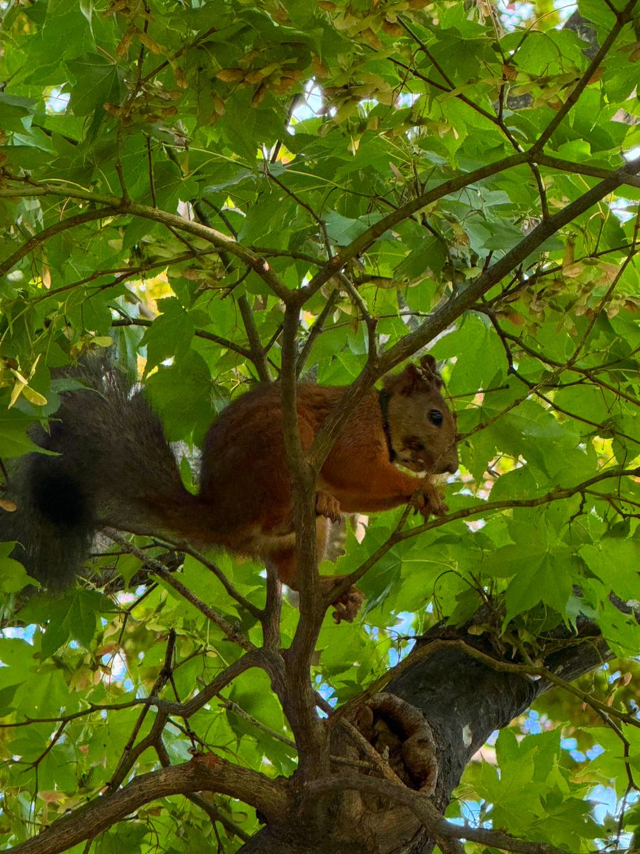 hnnc1201's tweet photo. 1枚目は首輪付きのリス🐿️ https://t.co/mBjth0mCWt