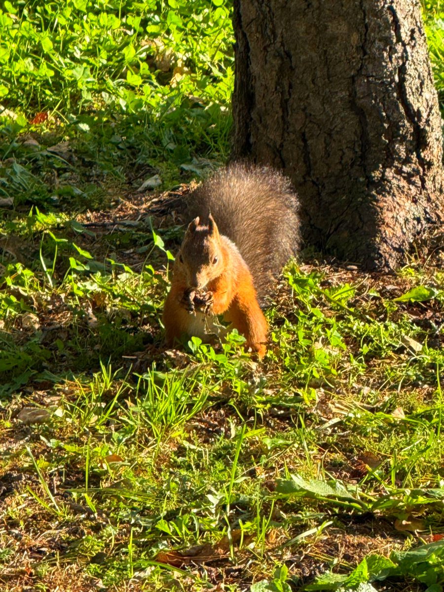 hnnc1201's tweet photo. 1枚目は首輪付きのリス🐿️ https://t.co/mBjth0mCWt