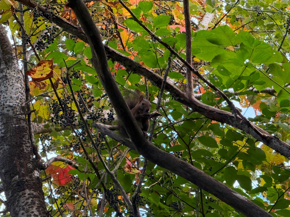 hnnc1201's tweet photo. 1枚目は首輪付きのリス🐿️ https://t.co/mBjth0mCWt