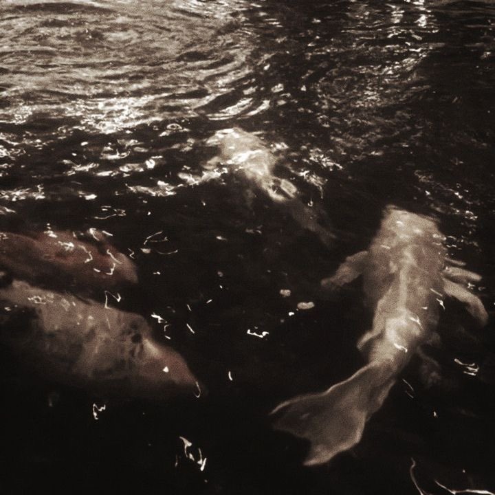mendaciousmal's tweet photo. ♡　　◟　mal ♱   
16　|　he/him　|　digital diary 　

♱ — bulimic, ndni, i block freely, ifb!
♱ — please read sp in profile
♱ — much venting and reminiscing
♱ — 154cm daydreamer

#shedrtwt #slitwt #shrtwt #edrtwt #promotwt #moothunt ₊‧✩₊˚

♡ &amp; ↻ 2 moot ! https://t.co/1EvP5os7gO