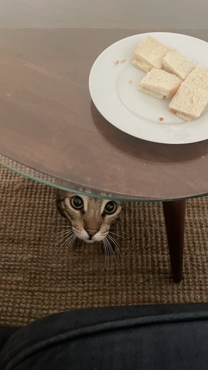 Silly_Lily_ct's tweet photo. im gonna have to deal with this forever arent i https://t.co/Z41l9h10gW