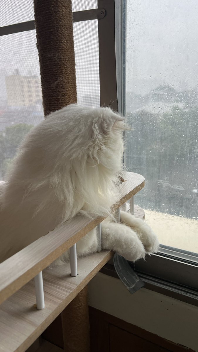 awwwfluffy's tweet photo. ฝนแลงเกิน นั้มจะเที่ยมอีกมั้ยน้อ https://t.co/m8pcWgQYVI