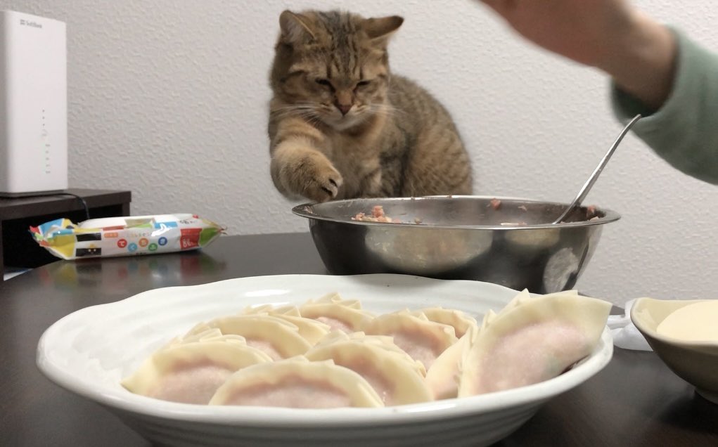 MiniraDiary's tweet photo. 目を細めたら相手からも見えてないと思って悪さしにくる子猫シリーズ https://t.co/ygD1SQ704i